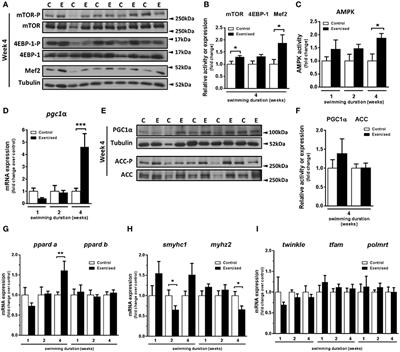 Exercise-Induced Hypertrophic and Oxidative Signaling Pathways and Myokine Expression in Fast Muscle of Adult Zebrafish